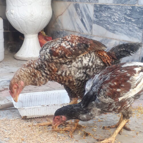 دو عدد خروس لاری