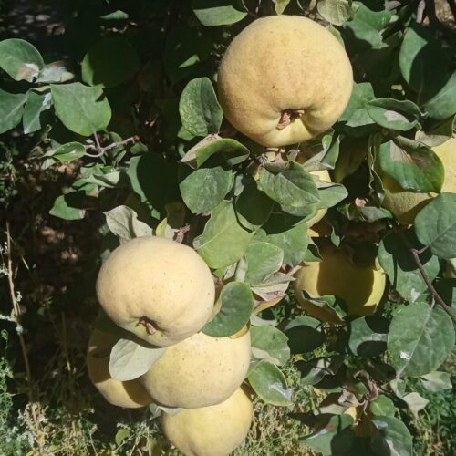 220 قصب درختکاری و ثمری با 1ساعت آب چاه