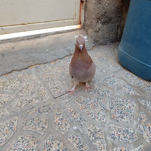 کفتر