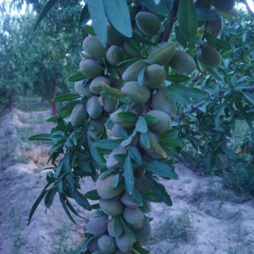 فروش نهال بادام یاماگا  یاهمون رامسکا دیر گل پیوندی