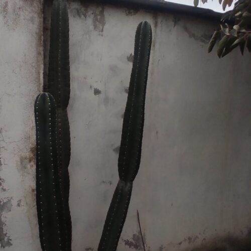 گل کاکتوس 🌵 سالم درجه یک