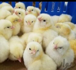 فروش عمده جوجه راس