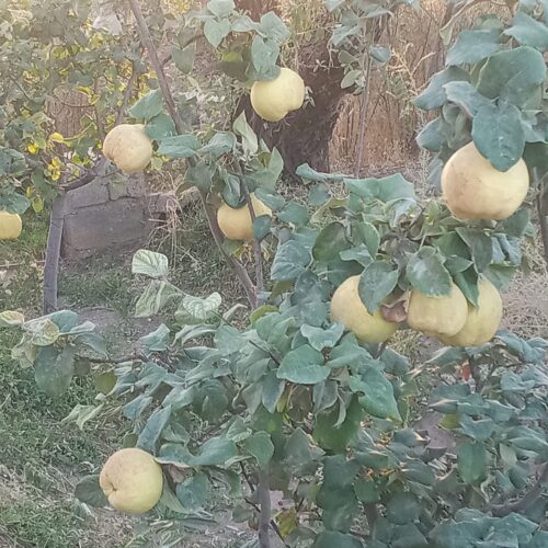 220 قصب درختکاری و ثمری با 1ساعت آب چاه