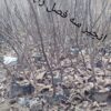 فروش5500نهال:گردوکاغذی،انارساوه،انجیر سه فصل ژاپن،نارنج