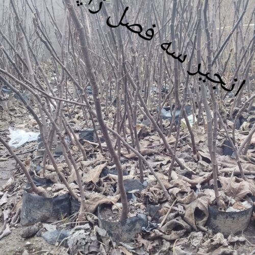 فروش5500نهال:گردوکاغذی،انارساوه،انجیر سه فصل ژاپن،نارنج