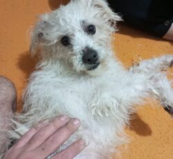 فروش سگ پاکوتاه