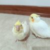 یک عدد جوجه عروس خانوم لوتینو و برادرش