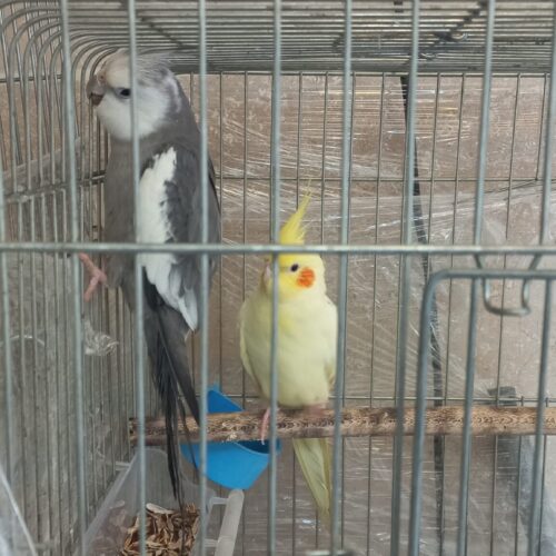 عروس هلندی