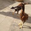جوجه لاری افغان ترک
