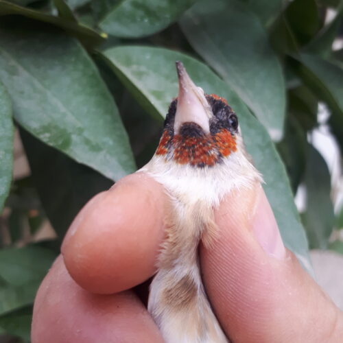 سهره نشوندار