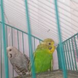 مرغ عشق ماده