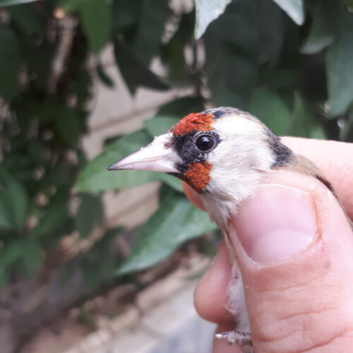 سهره نشوندار