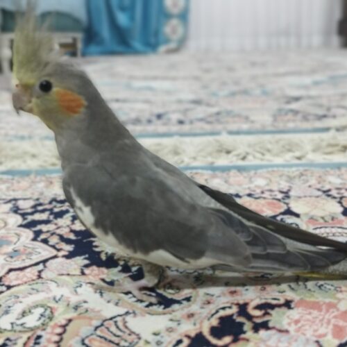 پرنده عروس هلندی