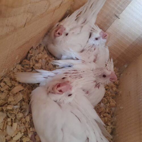 جوجه عروس هلندی سرلاکی و نرمه خور