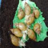 معاوضه با پرندگان