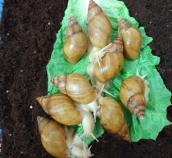 معاوضه با پرندگان