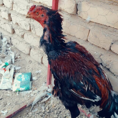 خروس چاباری