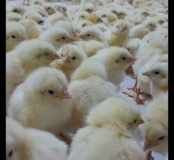 فروش عمده جوجه ( راس)