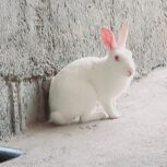 خرگوش سفید چاق و چله