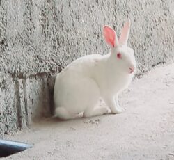 خرگوش سفید چاق و چله