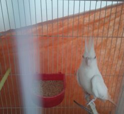 جفت عروس هلندی آلبینو کارداده