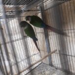 دو جفت گرین بالع اماده دل حال لانه گرم‌کردن
