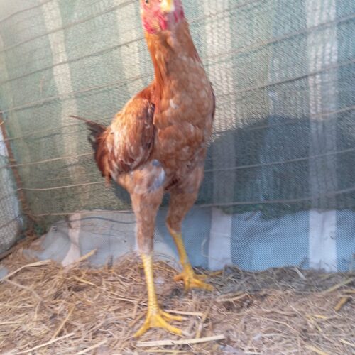 خروس لاری ابرش اصیل