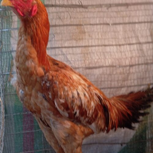 خروس لاری ابرش اصیل