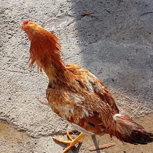 خروس لاری ابرش اصیل
