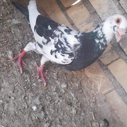 دورگ گرفتنی