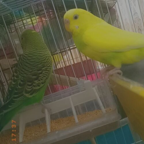 مرغ عشق باقفس 800بدون قفس 300