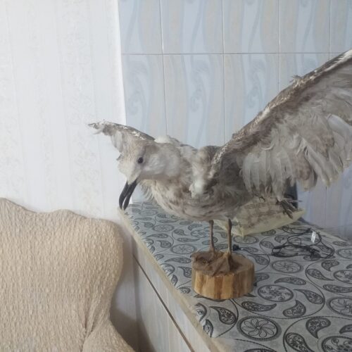 پرنده دکوراسیونی