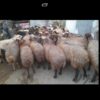 گوسفند ابستن وکشتاری درخدمتم