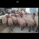 گوسفند ابستن وکشتاری درخدمتم