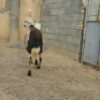 شیشک قوچ خال سیاه