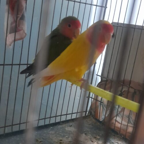 جفت کوتوله نرو ماده