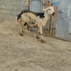 شیشک قوچ خال سیاه