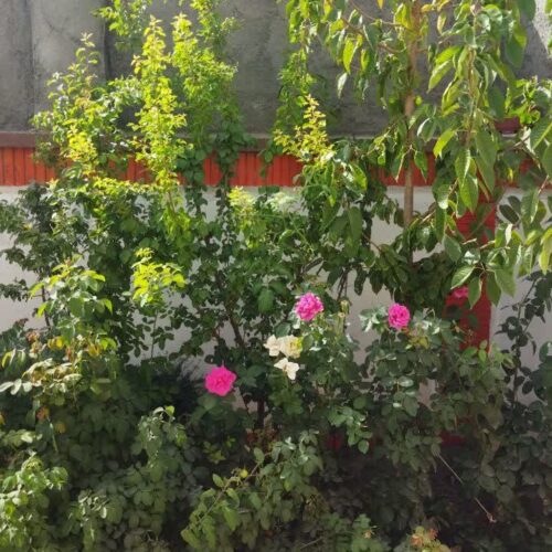 ویلایی/گلبهار/سرنبش/قابل معاوضه