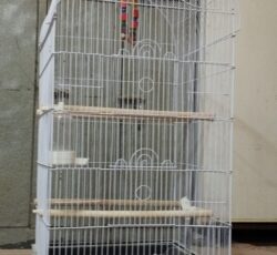 قفس سالم وتمیز