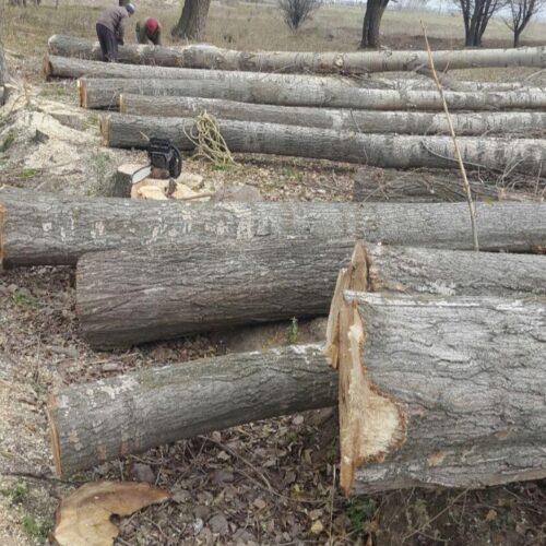 خریده درخته میوه چنار