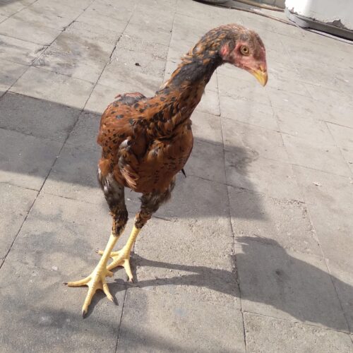 جوجه لاری افغان ترک