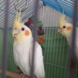 عروس هلندی