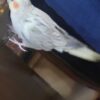 عروس هلندی ماده پنج ماهه