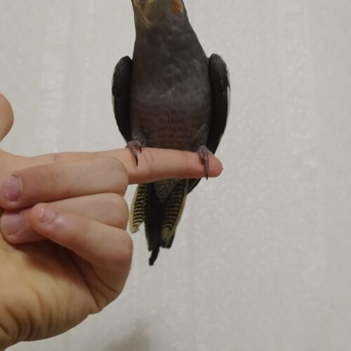 پرنده عروس هلندی