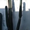 گل کاکتوس 🌵 سالم درجه یک