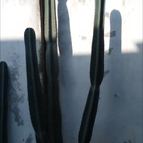 گل کاکتوس 🌵 سالم درجه یک