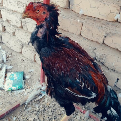 خروس چاباری