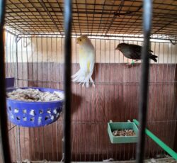 قناری رسمی آماده  ماده و جفت گلاستر