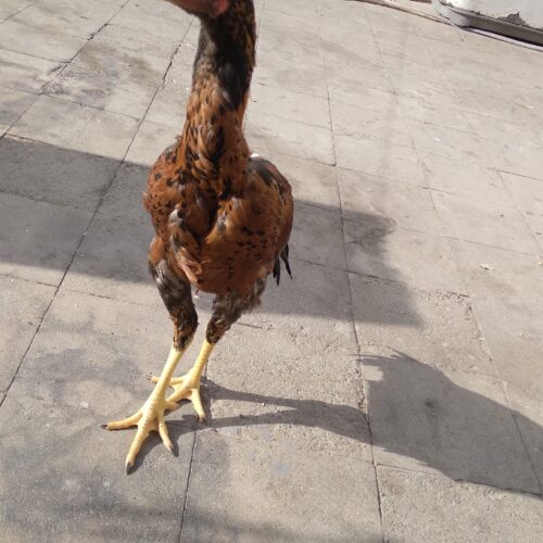 جوجه لاری افغان ترک