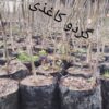 فروش5500نهال:گردوکاغذی،انارساوه،انجیر سه فصل ژاپن،نارنج